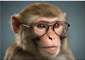 Headshot of a monkey wearing glasses