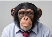 Headshot of a chimpanzee wearing a necktie and collared shirt