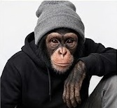 Headshot of a monkey wearing a grey beanie