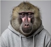 Headshot of a monkey in a hoodie looking tired