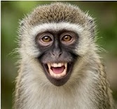 Headshot of a monkey grinning widely with mouth open